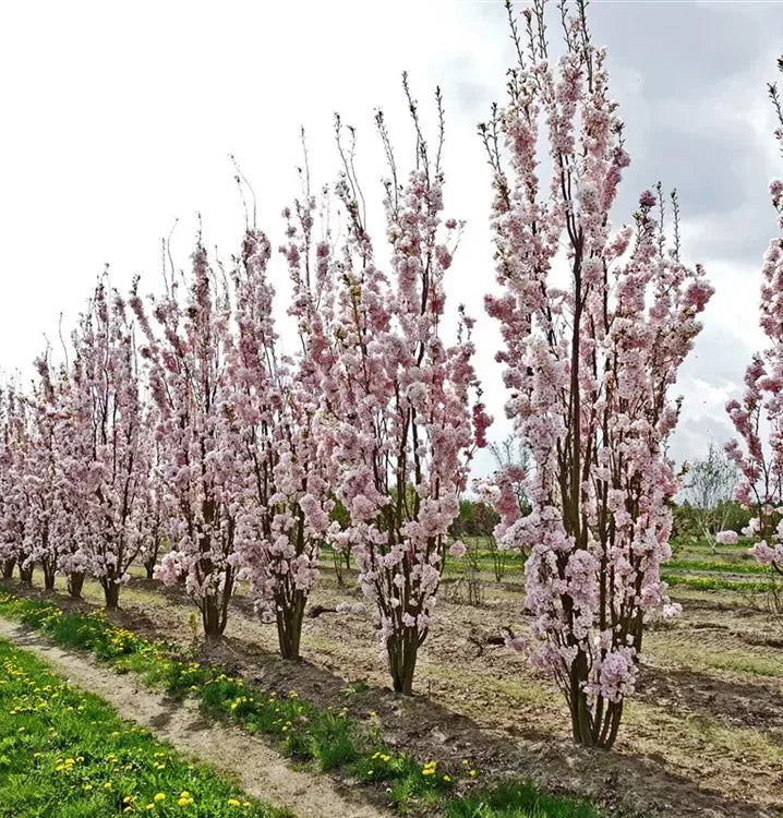 Prunus Serrulata 'amanogawa' - View 11 from www redcrocus com