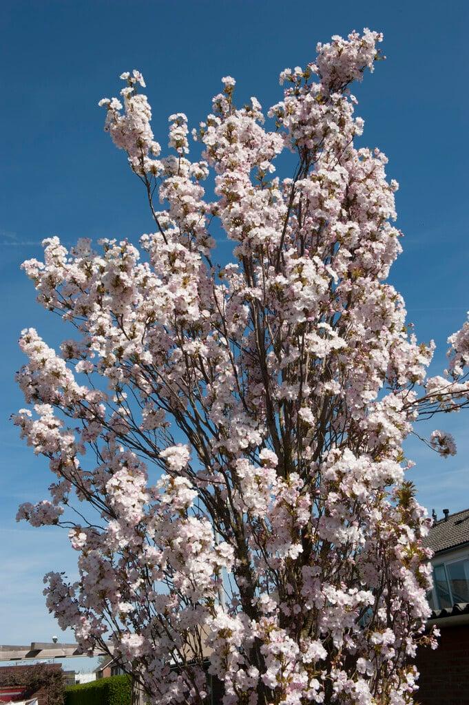 Prunus Serrulata 'amanogawa' - View 13 from www redcrocus com