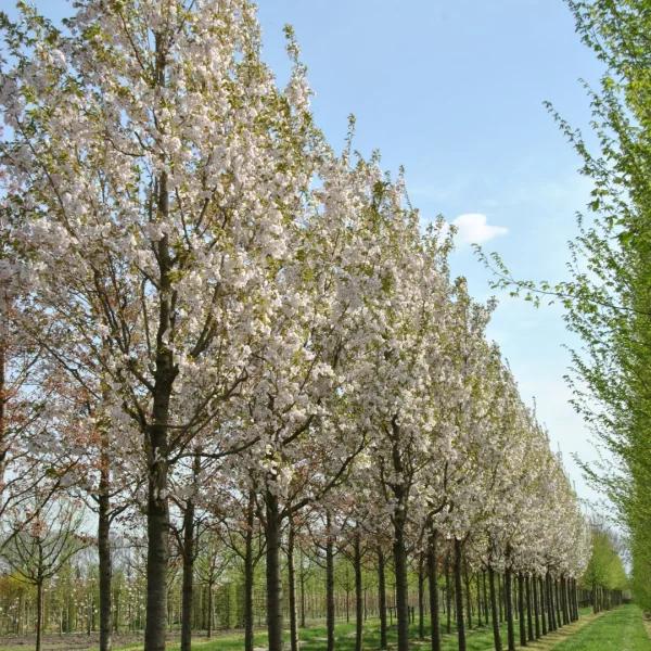 Prunus Serrulata 'amanogawa' - View 14 from www redcrocus com