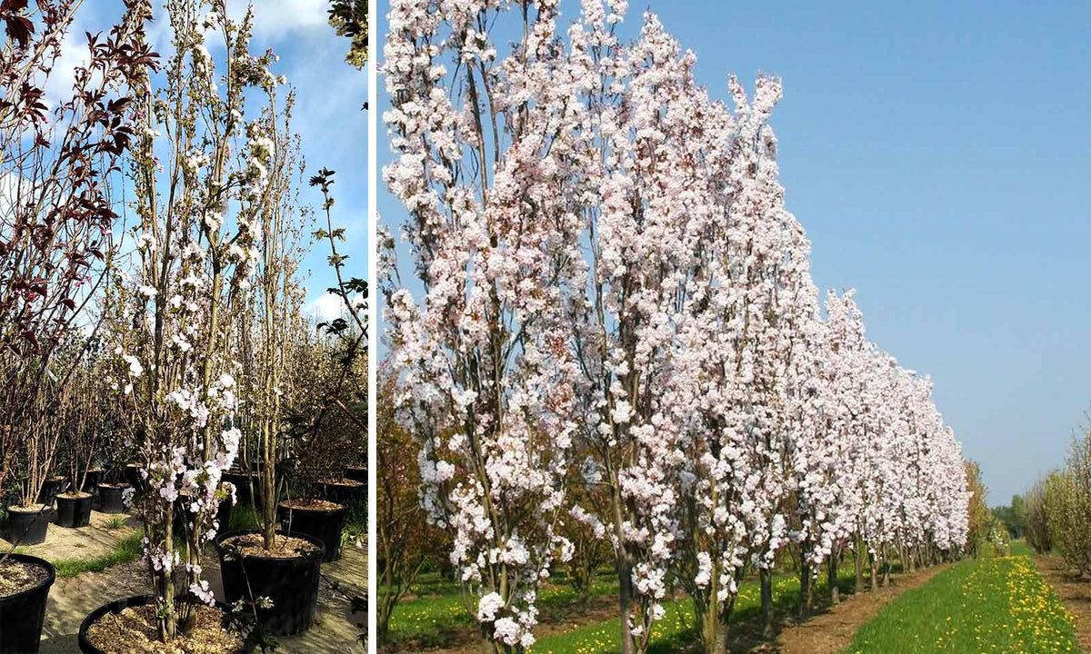 Prunus Serrulata 'amanogawa' - View 15 from www redcrocus com