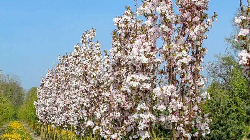 Prunus Serrulata 'amanogawa' - View 17 from www redcrocus com