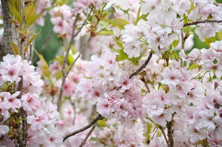 Prunus Serrulata 'amanogawa' - View 19 from www redcrocus com