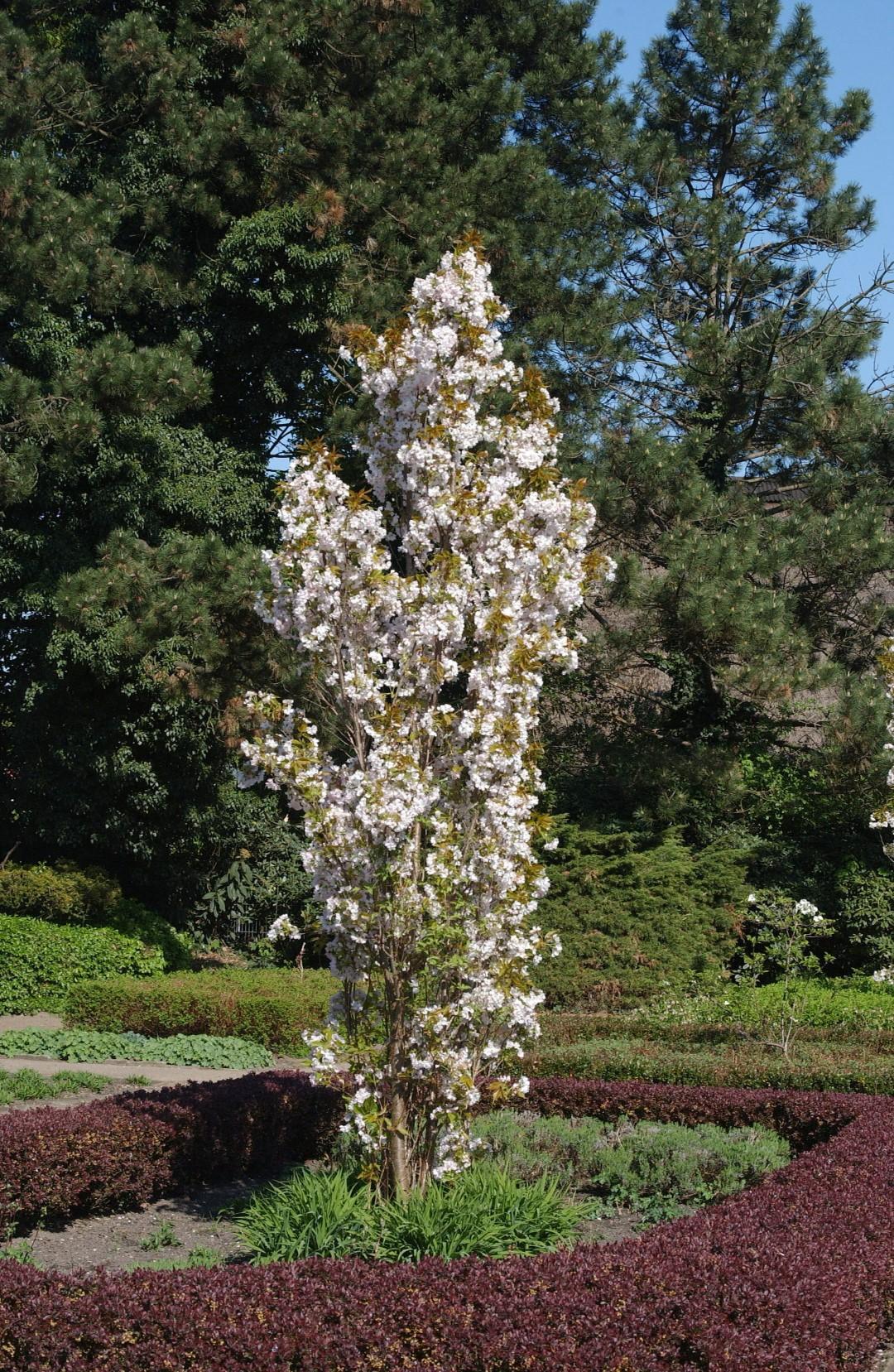 Prunus Serrulata 'amanogawa' - View 1 from www redcrocus com
