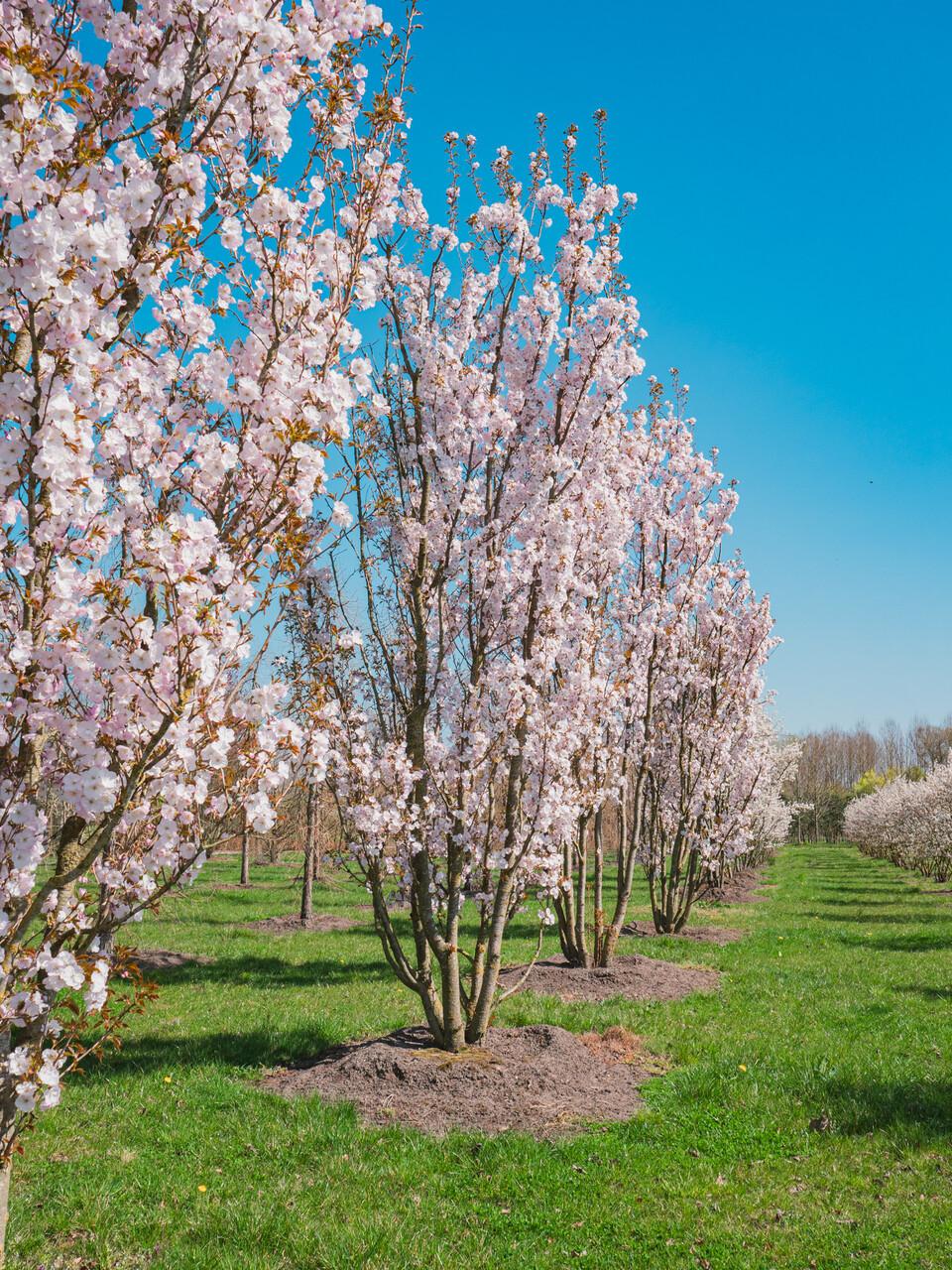 Prunus Serrulata 'amanogawa' - View 21 from www redcrocus com