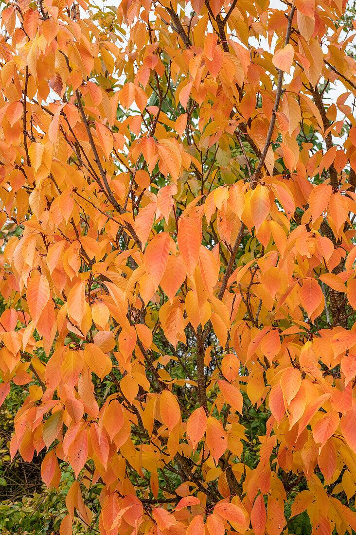 Prunus Serrulata 'amanogawa' - View 24 from www redcrocus com