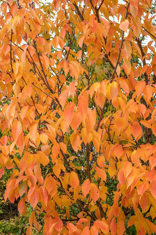 Prunus Serrulata 'amanogawa' - View 24 from www redcrocus com