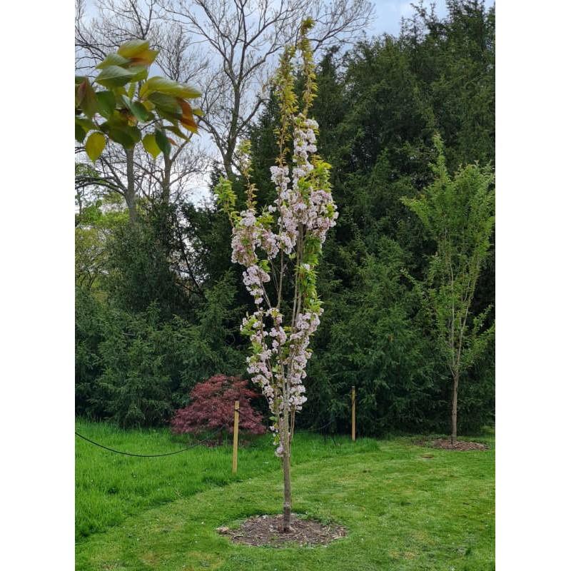 Prunus Serrulata 'amanogawa' - View 25 from www redcrocus com