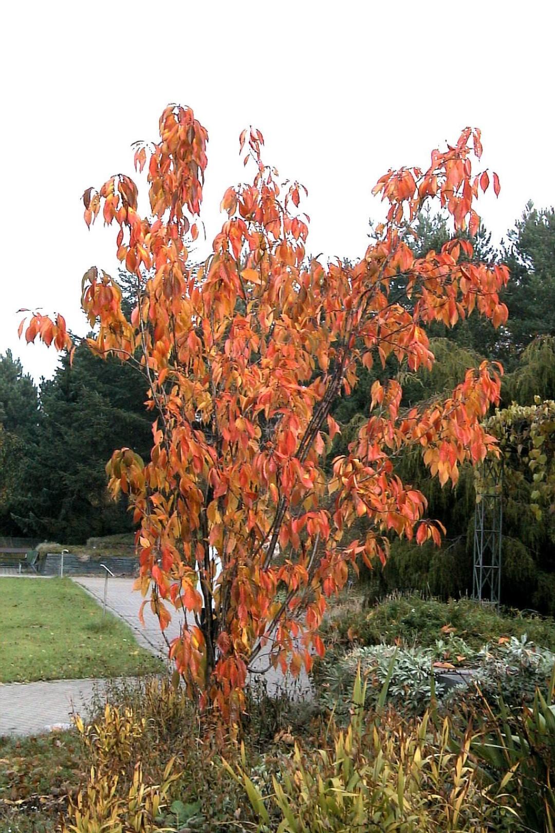 Prunus Serrulata 'amanogawa' - View 4 from www redcrocus com