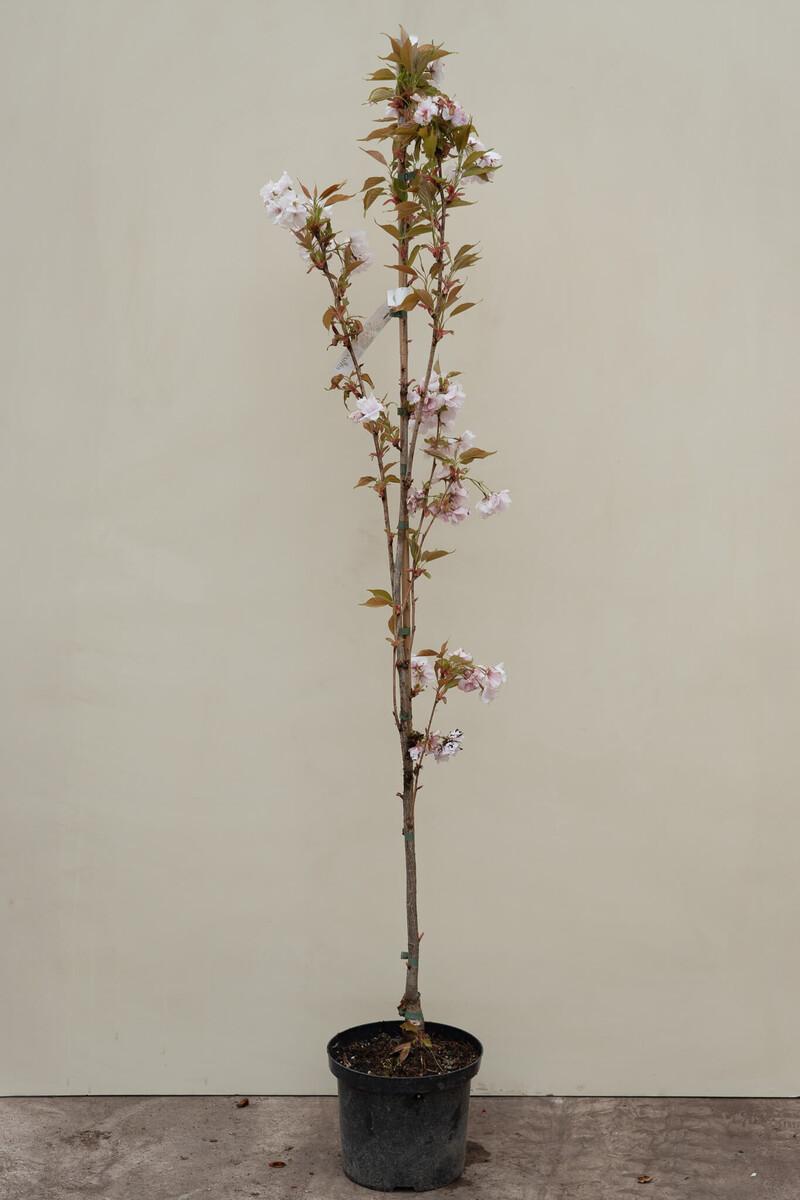 Prunus Serrulata 'amanogawa' - View 6 from www redcrocus com