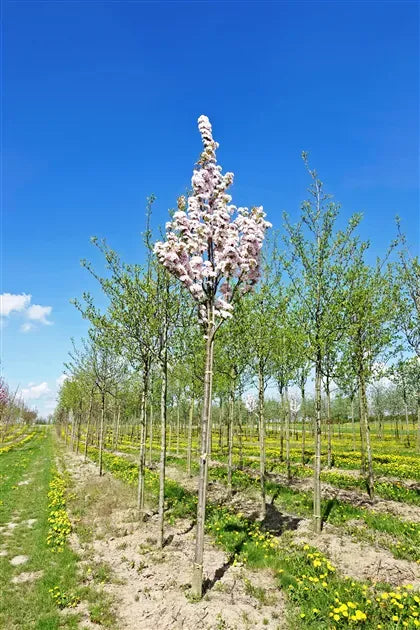 Prunus Serrulata 'amanogawa' - View 7 from www redcrocus com