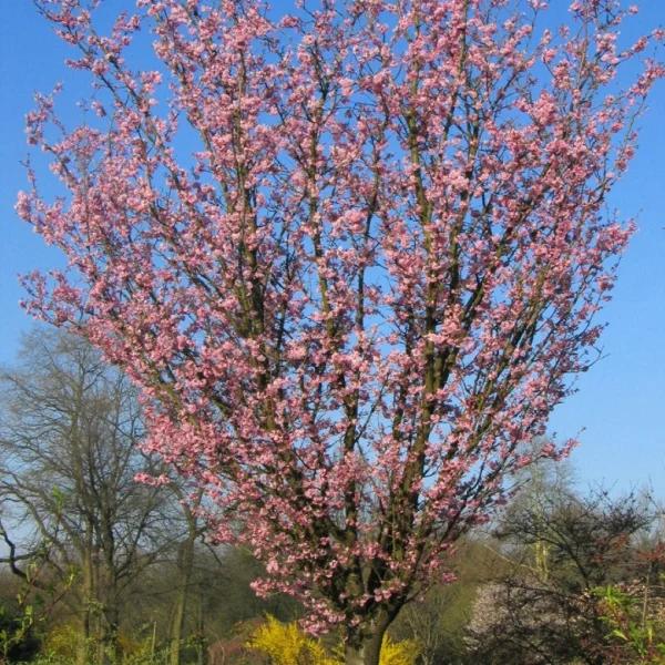 Prunus Serrulata 'amanogawa' - View 8 from www redcrocus com