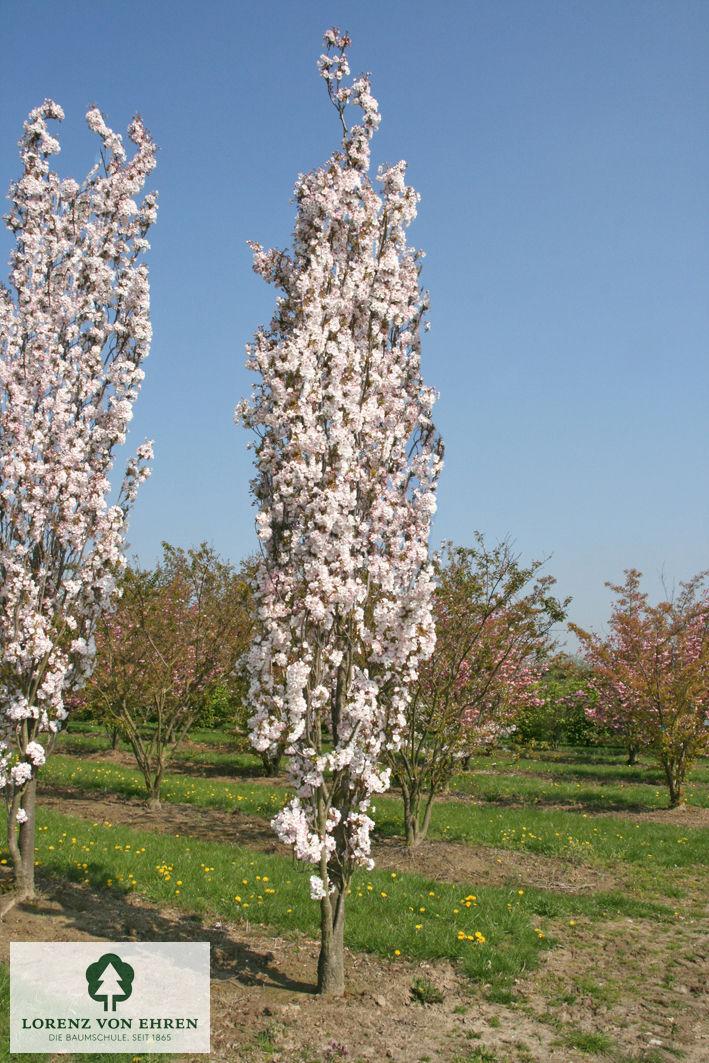 Prunus Serrulata 'amanogawa' - View 9 from www redcrocus com