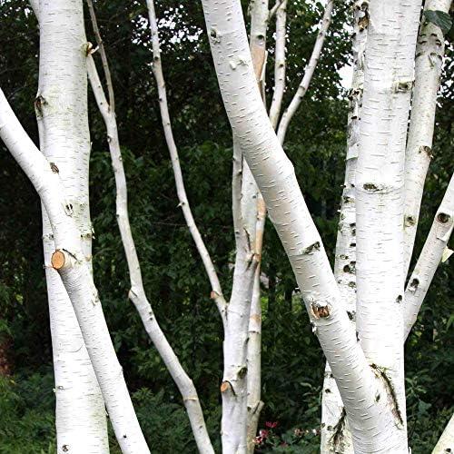 Betula Jacquemontii Single Stem - View 3 from www redcrocus com