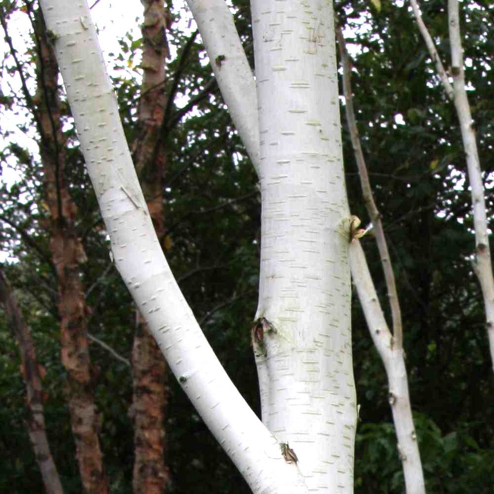 Betula Jacquemontii Single Stem - View 5 from www redcrocus com