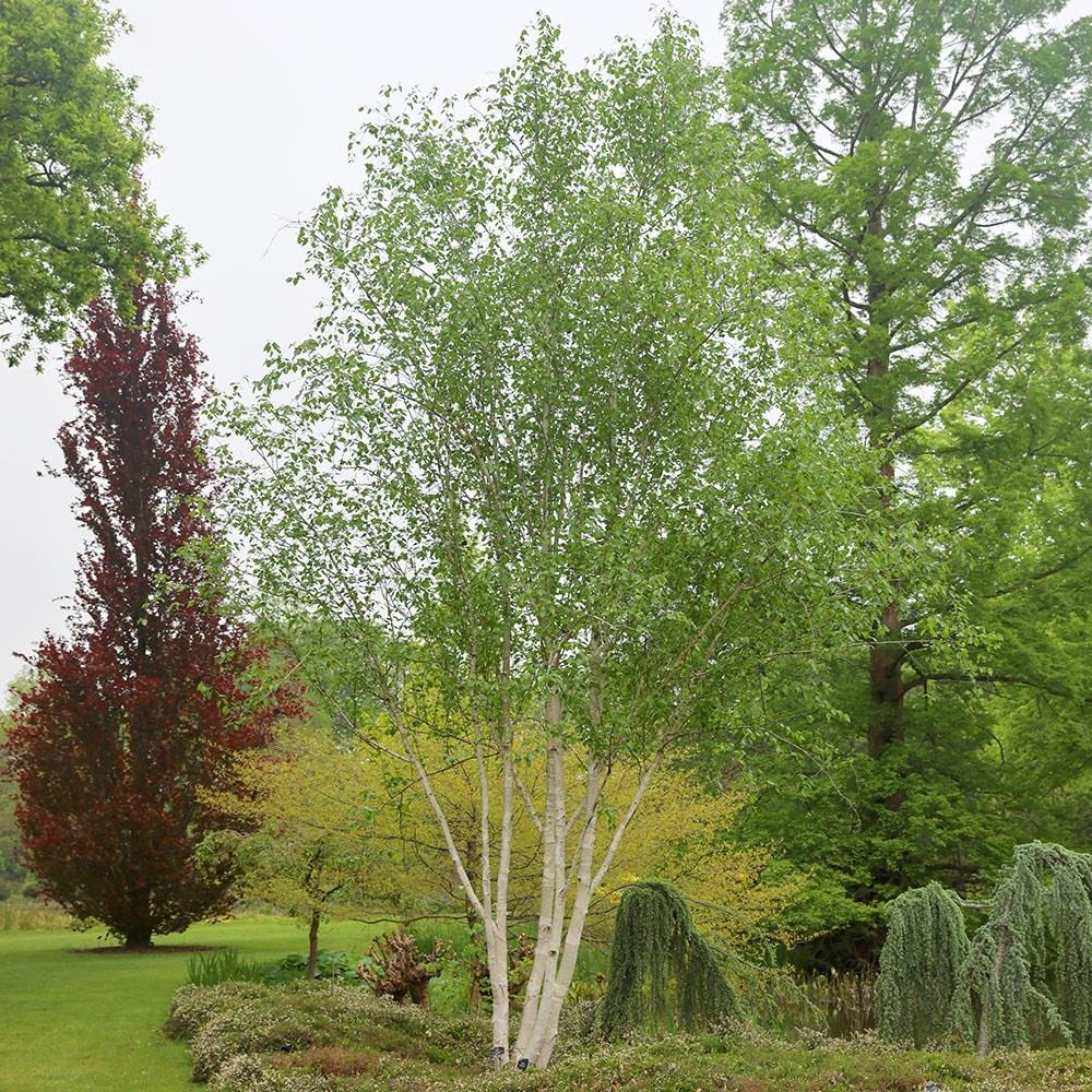 Betula Jacquemontii Single Stem - View 6 from www redcrocus com
