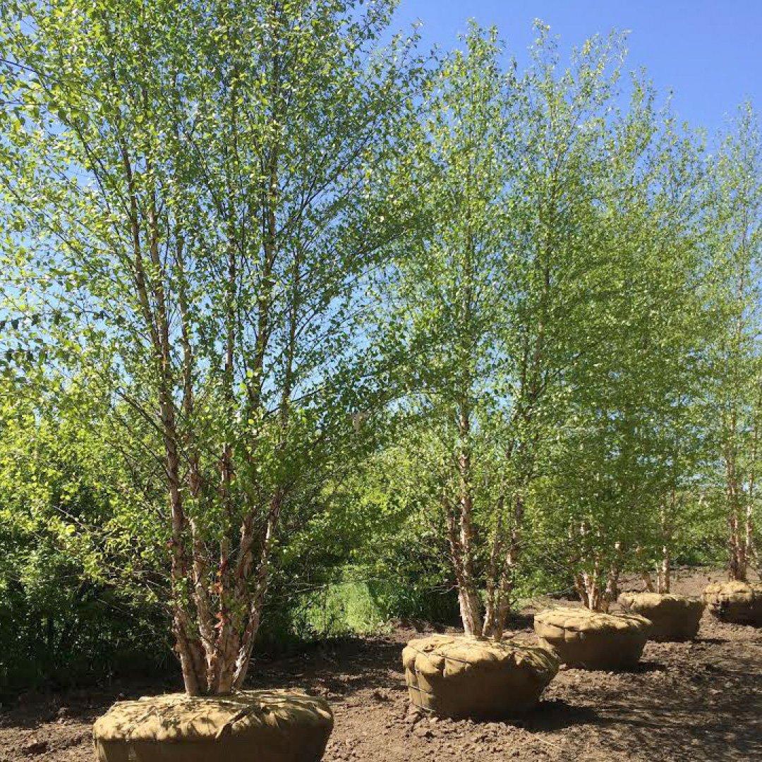 Betula Nigra Heritage Multi Stem - View 17 from www redcrocus com