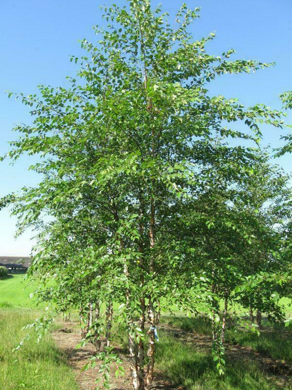 Betula Nigra Heritage Multi Stem - View 19 from www redcrocus com