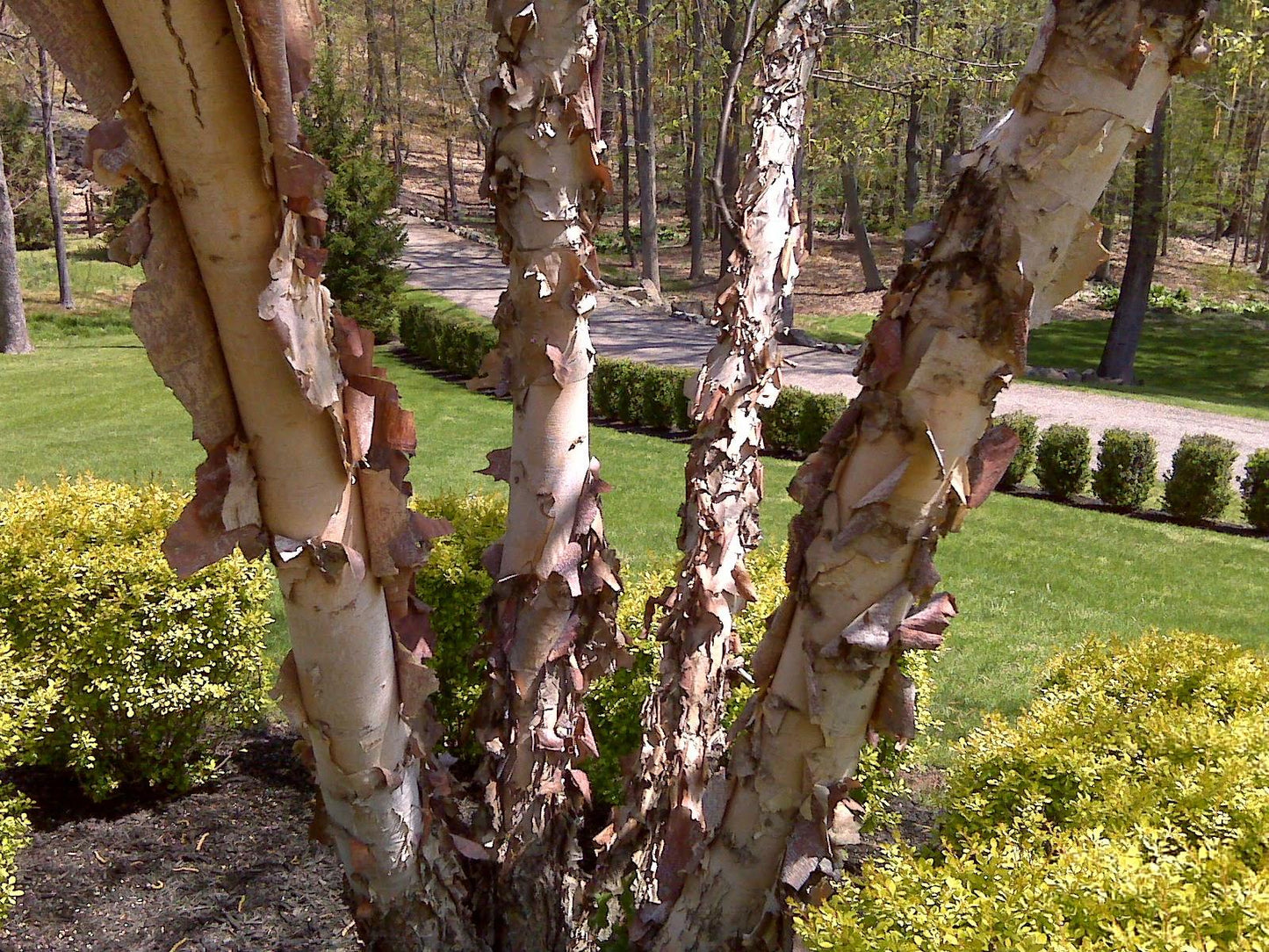 Betula Nigra Heritage Multi Stem - View 9 from www redcrocus com