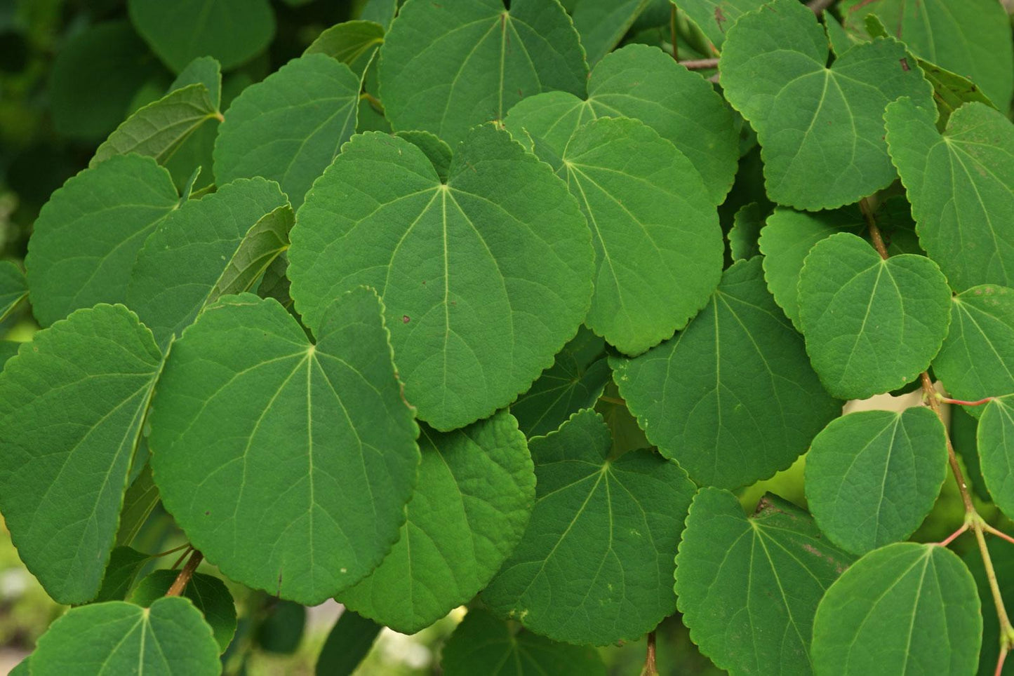 Cercidiphyllum Japonicum - View 20 from www redcrocus com