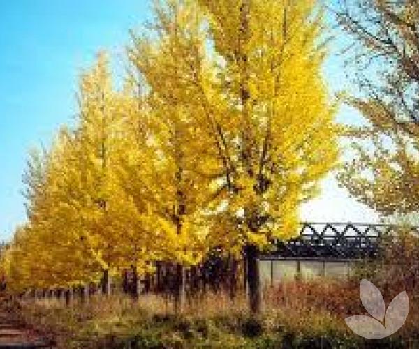 Ginkgo Biloba Princeton Sentry Single Stem - View 10 from www redcrocus com