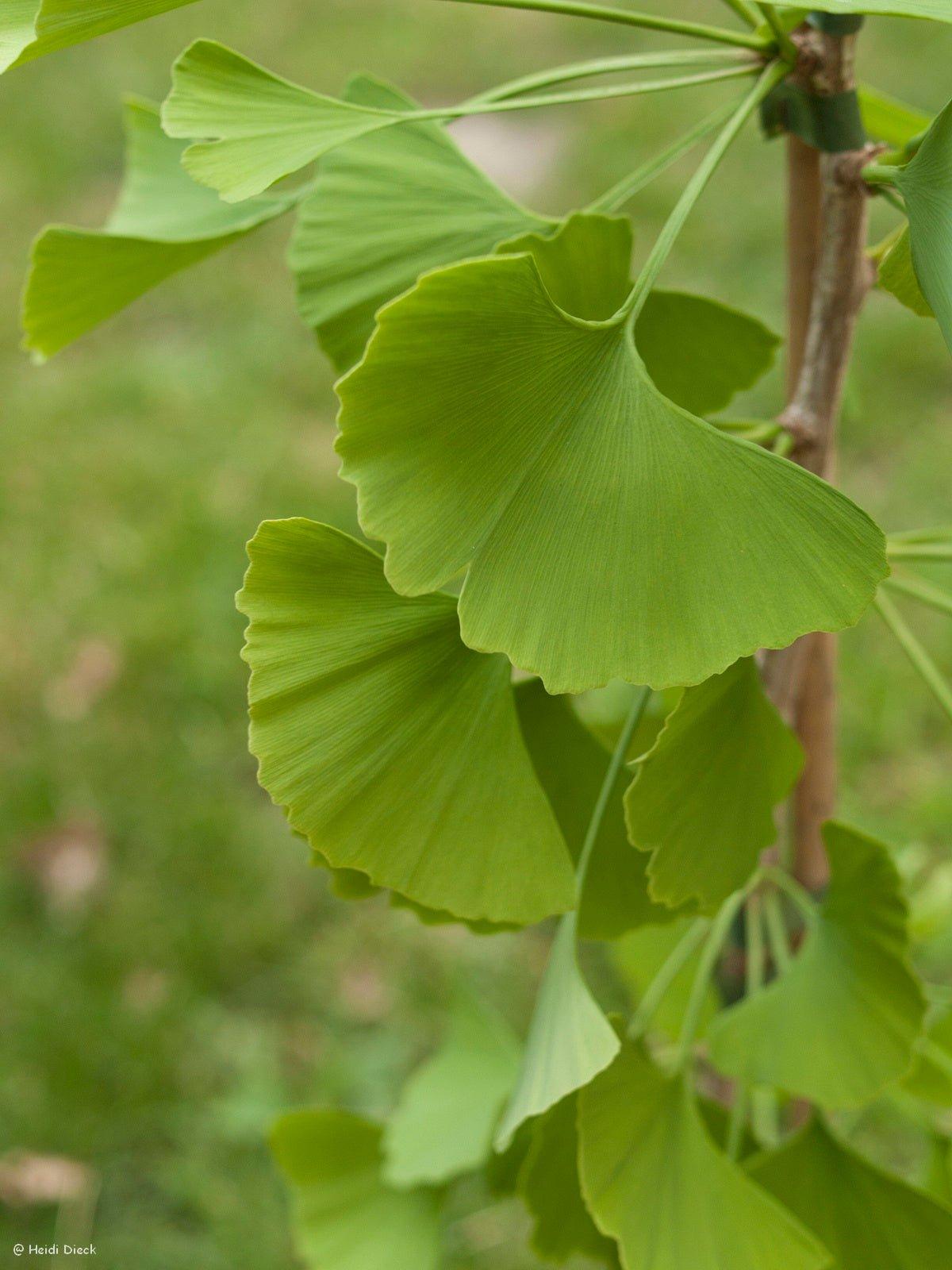 Ginkgo Biloba Princeton Sentry Single Stem - View 12 from www redcrocus com