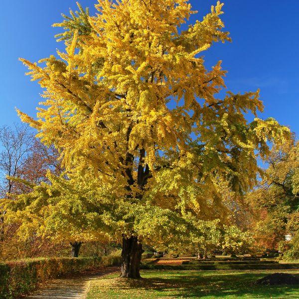 Ginkgo Biloba Princeton Sentry Single Stem - View 17 from www redcrocus com