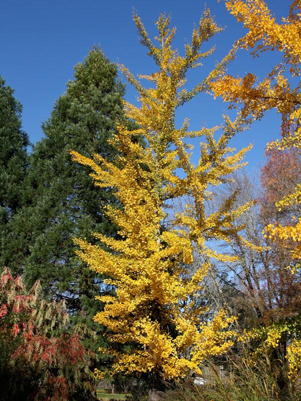 Ginkgo Biloba Princeton Sentry Single Stem - View 19 from www redcrocus com