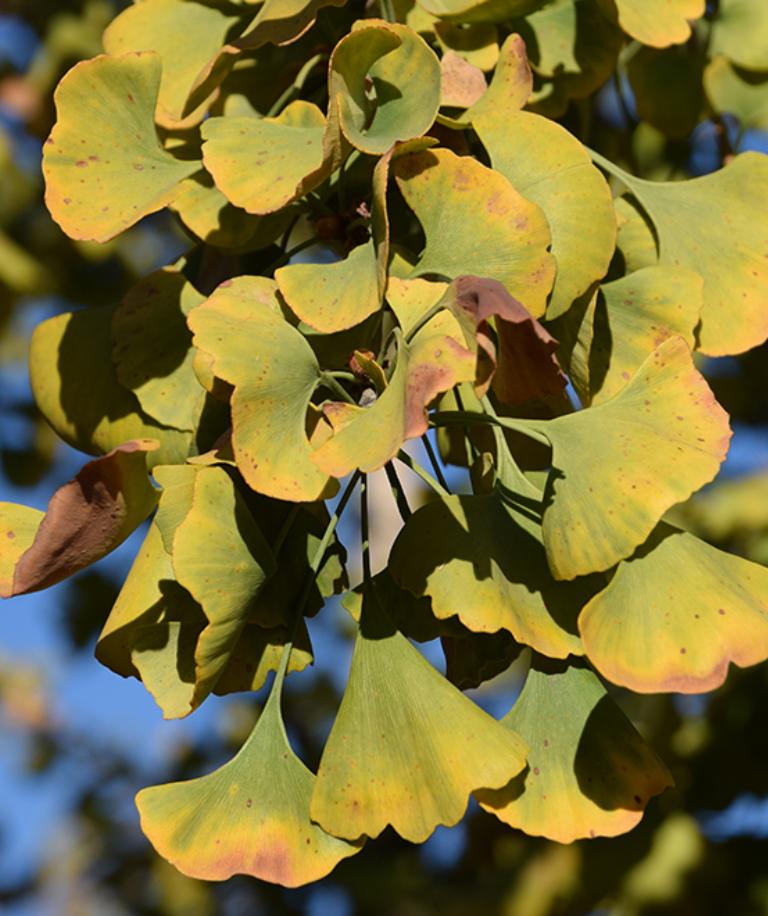 Ginkgo Biloba Princeton Sentry Single Stem - View 20 from www redcrocus com