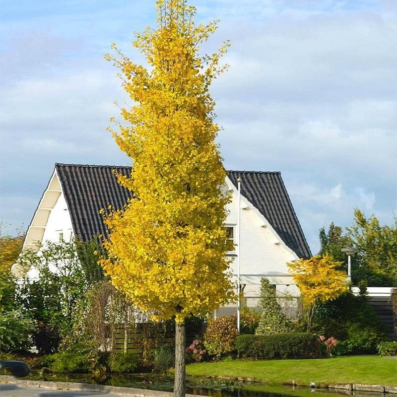 Ginkgo Biloba Princeton Sentry Single Stem - View 4 from www redcrocus com