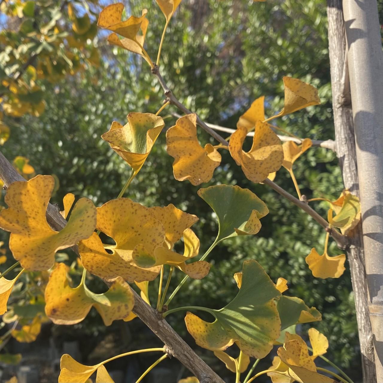 Ginkgo Biloba Princeton Sentry Single Stem - View 5 from www redcrocus com