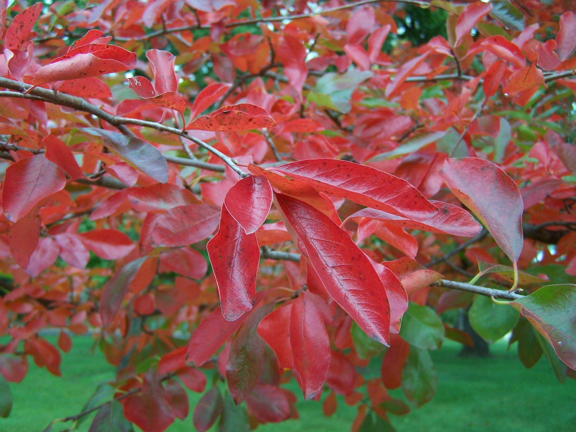 Nyssa Sylvatica - View 10 from www redcrocus com