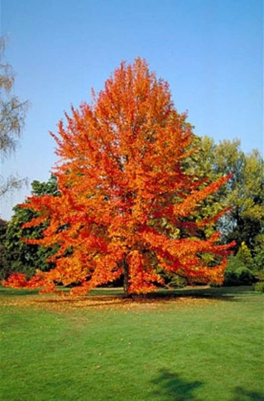 Nyssa Sylvatica - View 11 from www redcrocus com