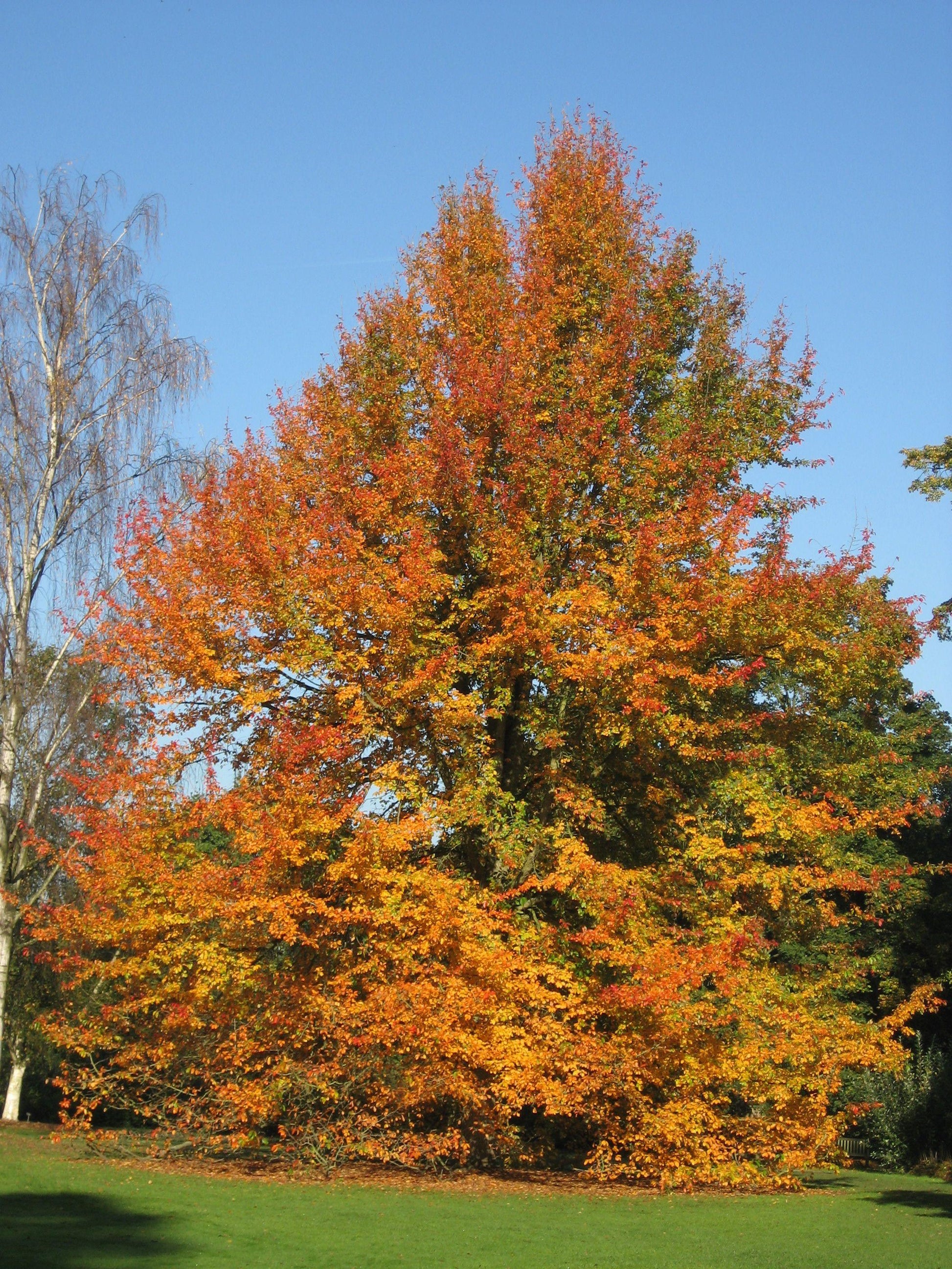 Nyssa Sylvatica - View 12 from www redcrocus com