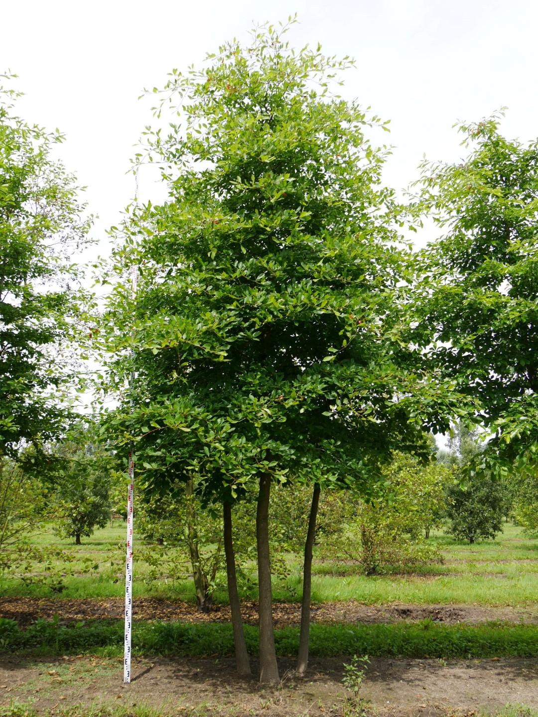 Nyssa Sylvatica - View 13 from www redcrocus com