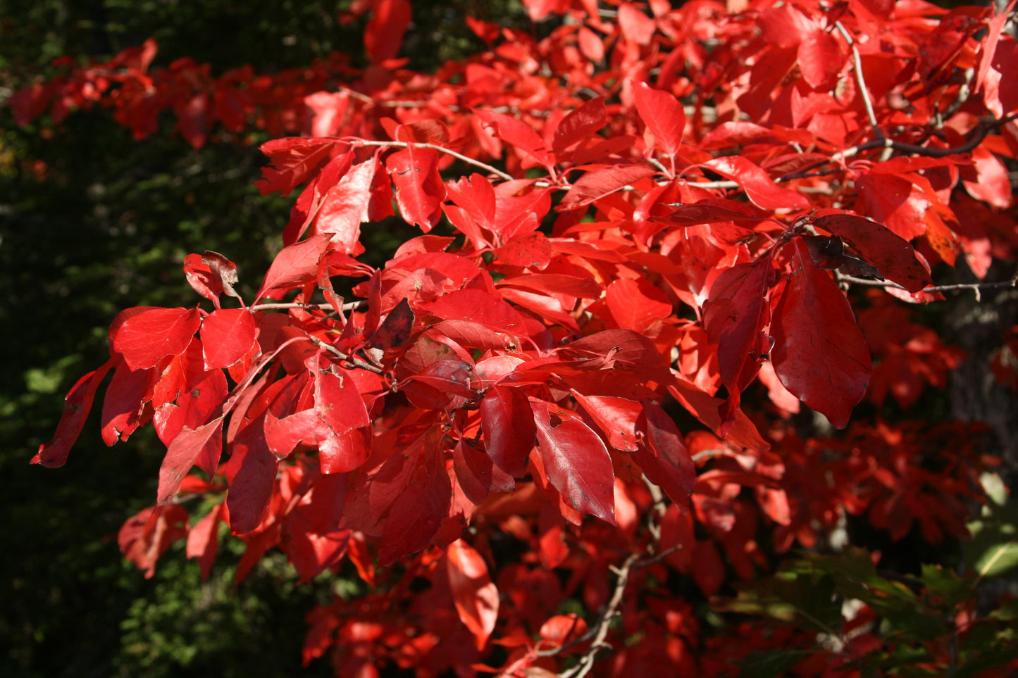 Nyssa Sylvatica - View 15 from www redcrocus com