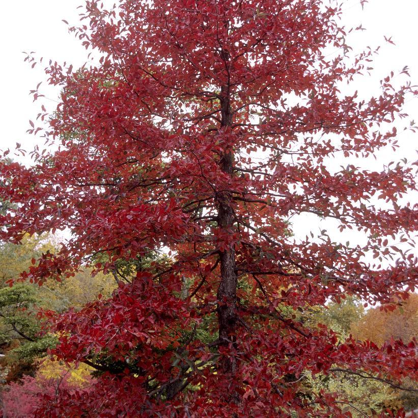 Nyssa Sylvatica - View 17 from www redcrocus com