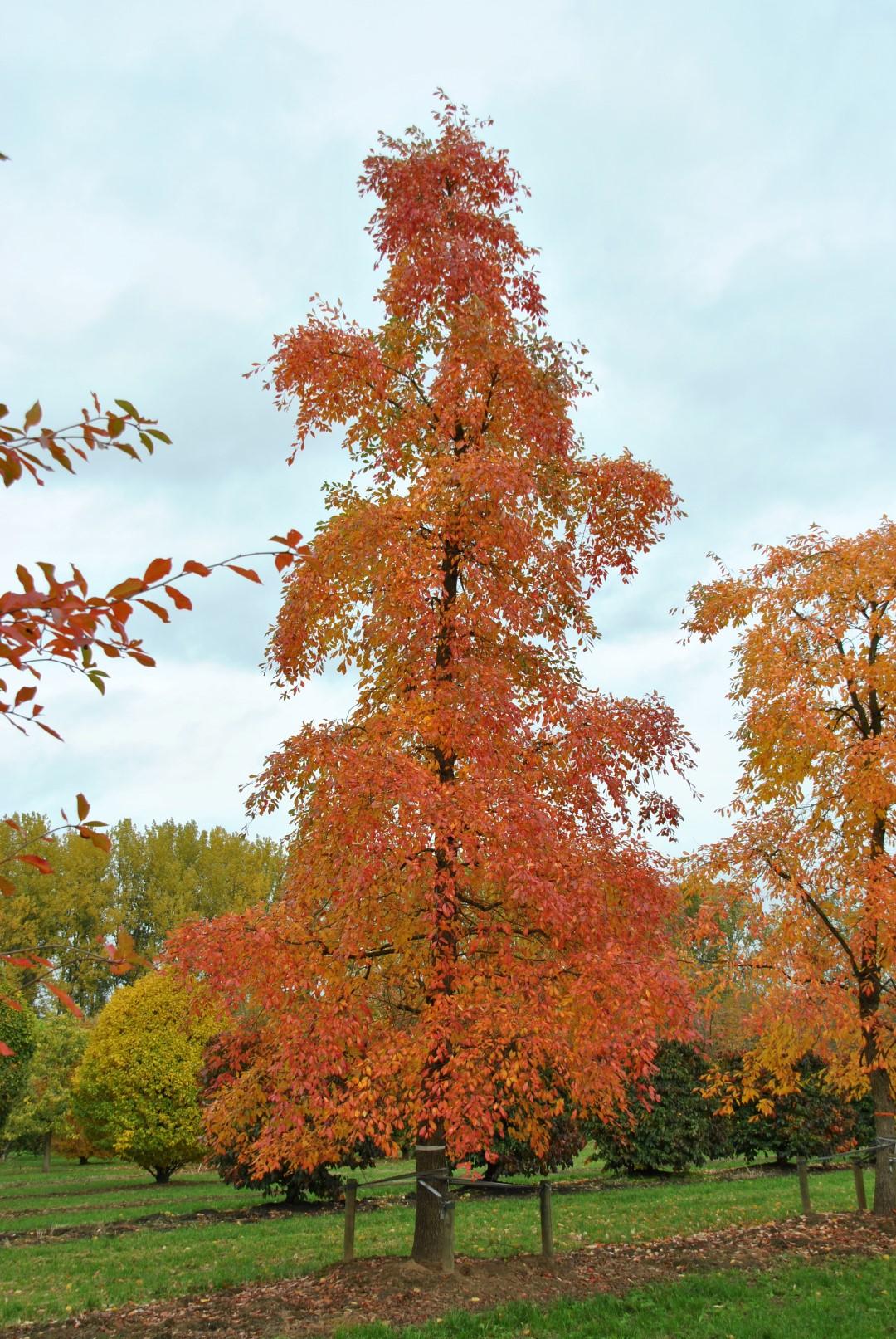 Nyssa Sylvatica - View 1 from www redcrocus com