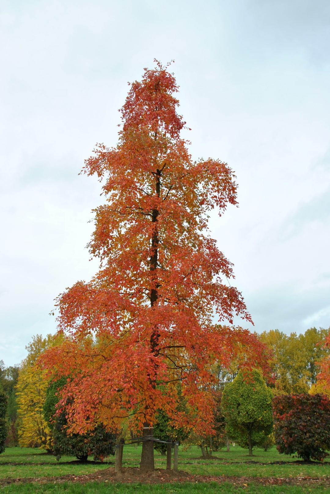 Nyssa Sylvatica - View 4 from www redcrocus com