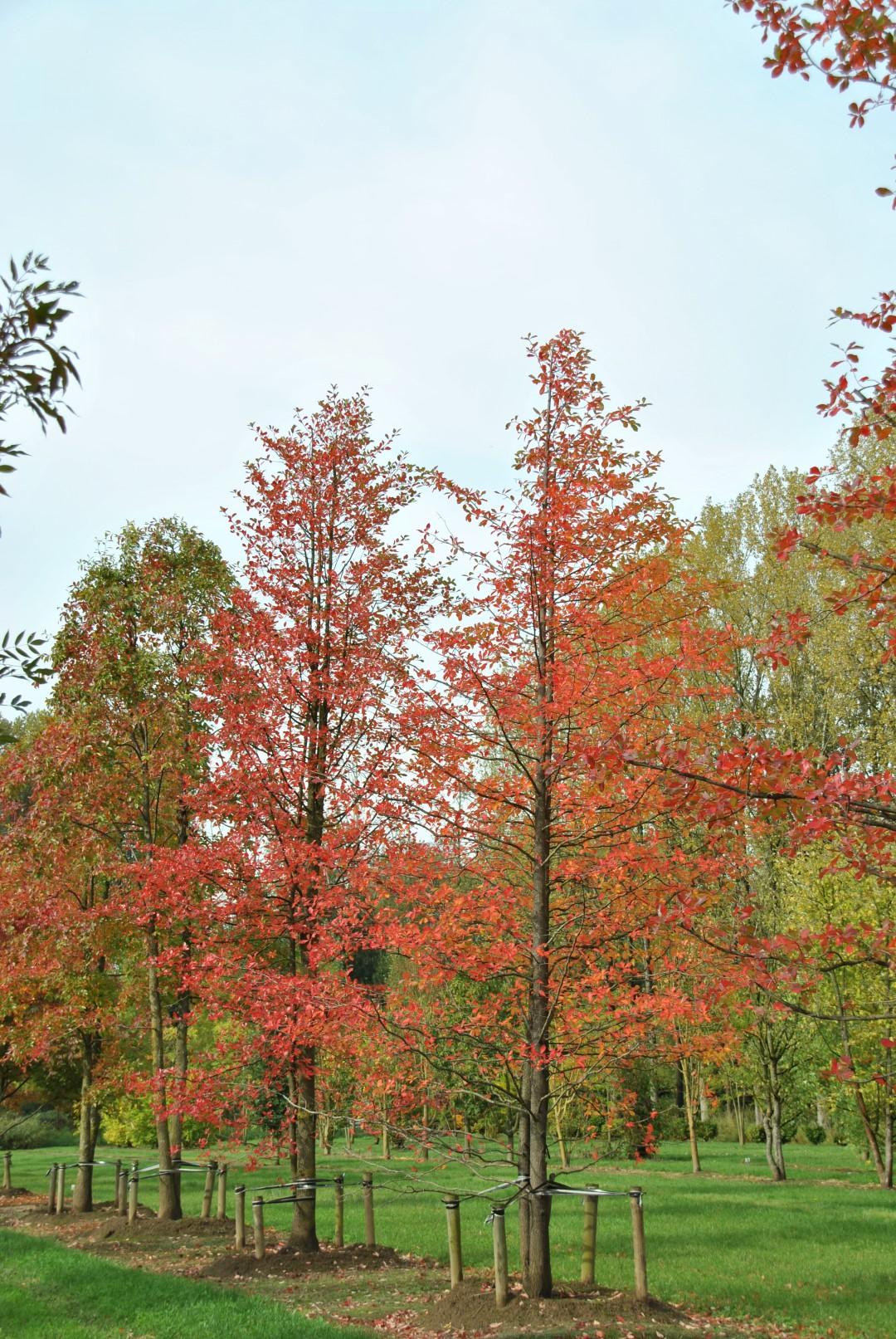 Nyssa Sylvatica - View 5 from www redcrocus com