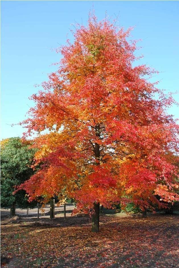 Nyssa Sylvatica - View 7 from www redcrocus com