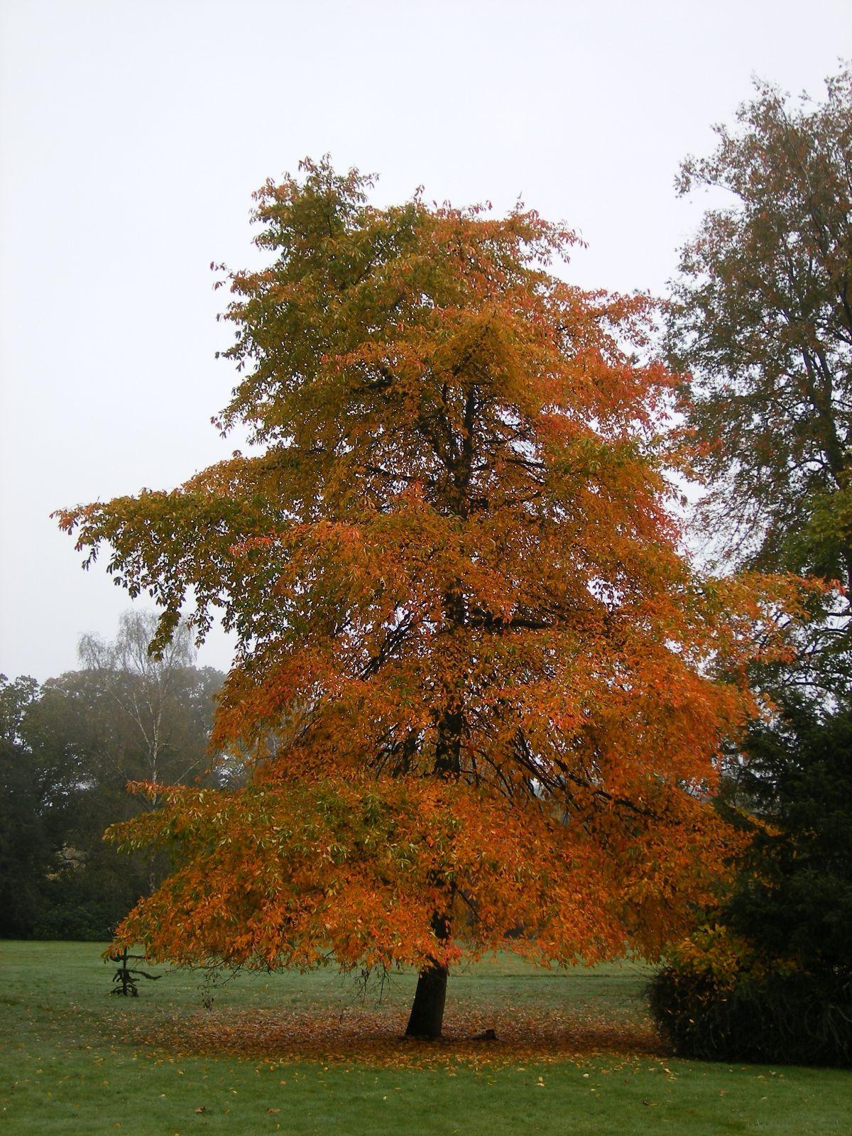 Nyssa Sylvatica - View 8 from www redcrocus com