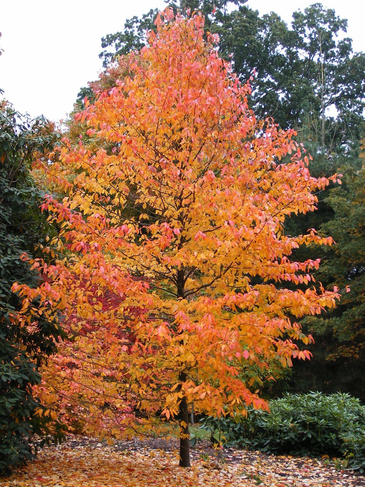 Nyssa Sylvatica - View 9 from www redcrocus com