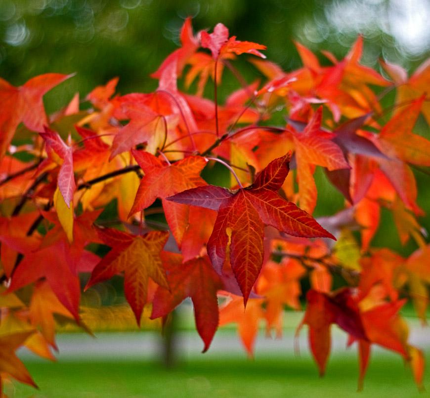 Liquidambar Styraciflua - View 10 from www redcrocus com