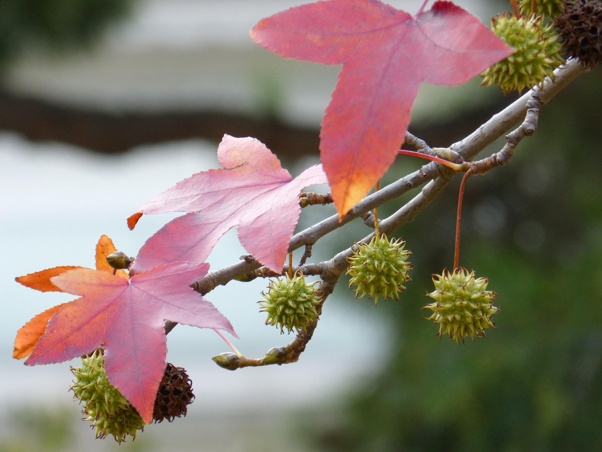 Liquidambar Styraciflua - View 11 from www redcrocus com