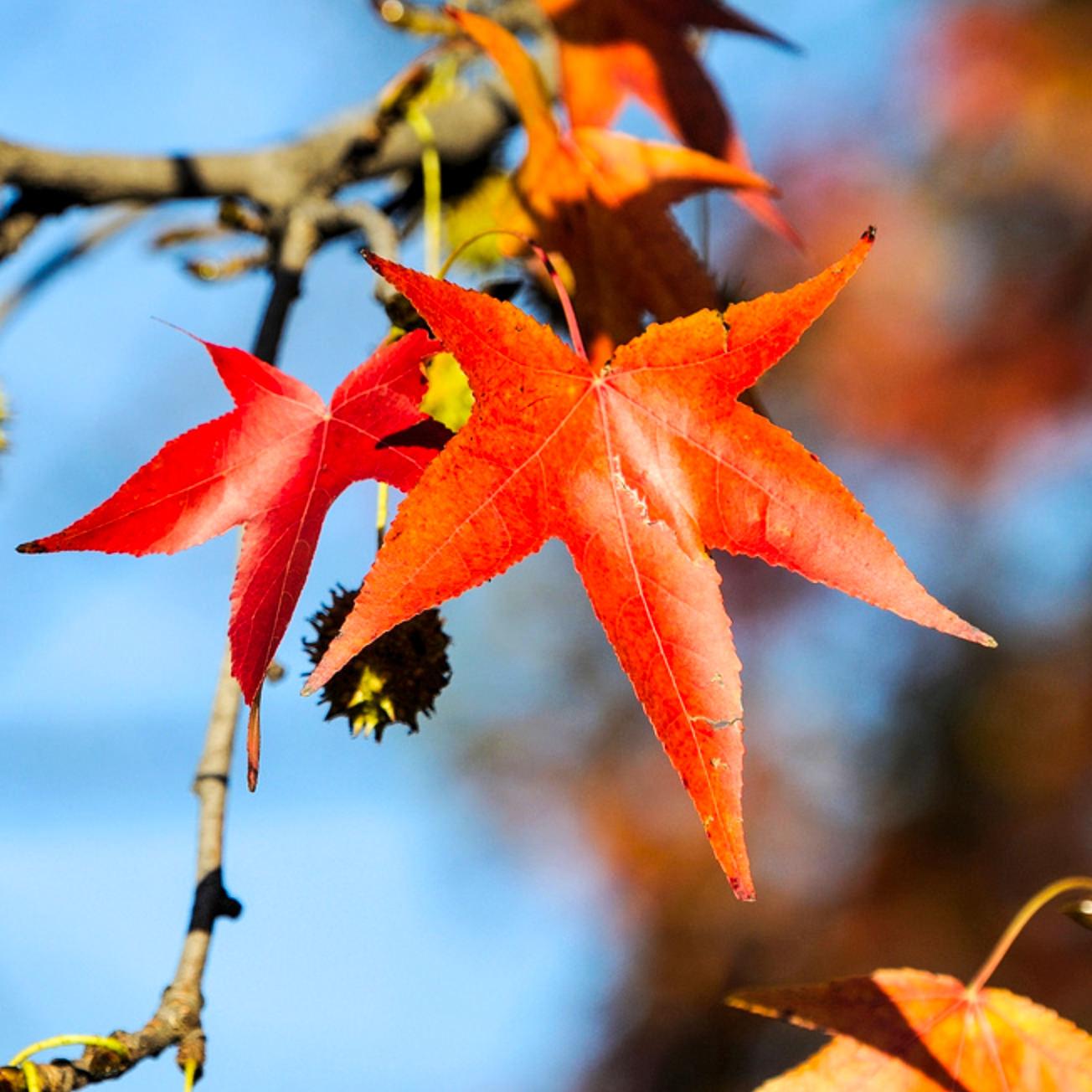 Liquidambar Styraciflua - View 12 from www redcrocus com