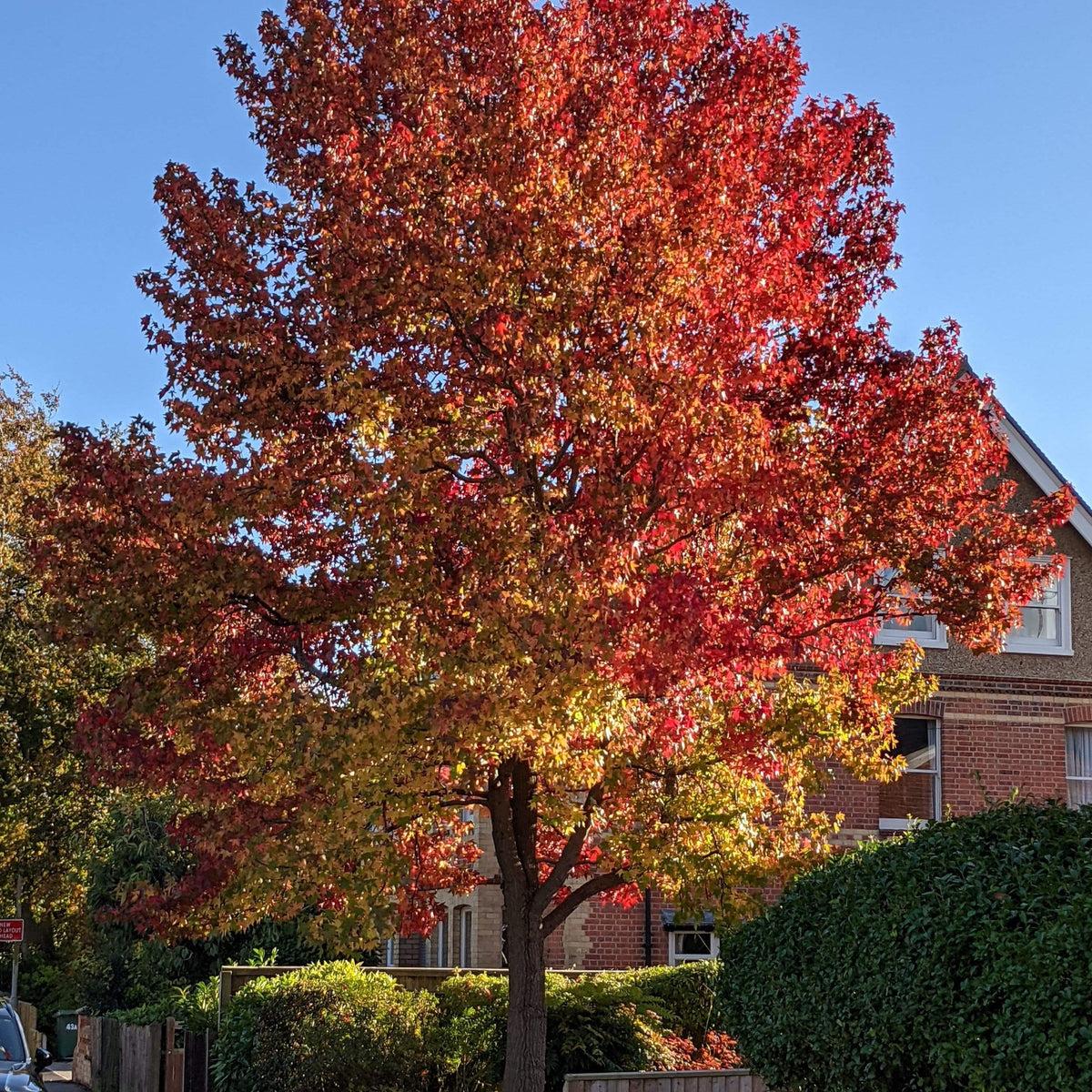 Liquidambar Styraciflua - View 13 from www redcrocus com
