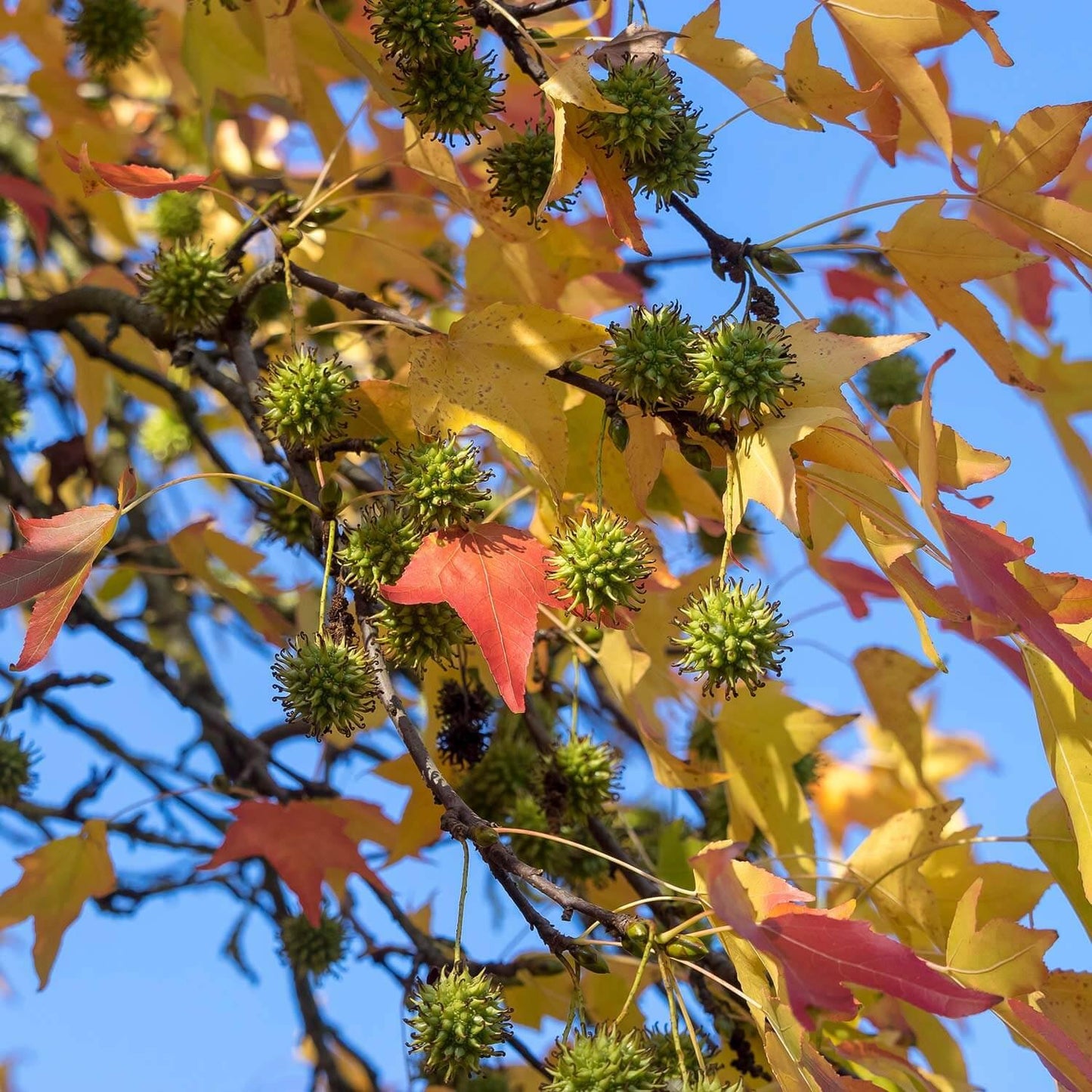 Liquidambar Styraciflua - View 14 from www redcrocus com