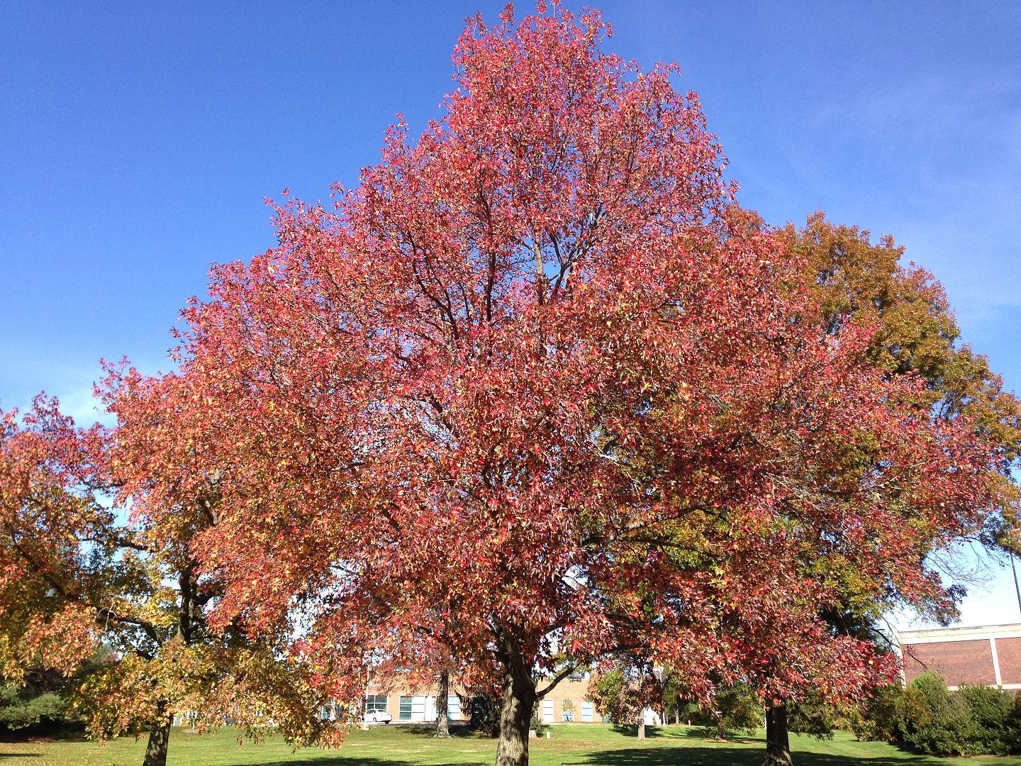 Liquidambar Styraciflua - View 15 from www redcrocus com