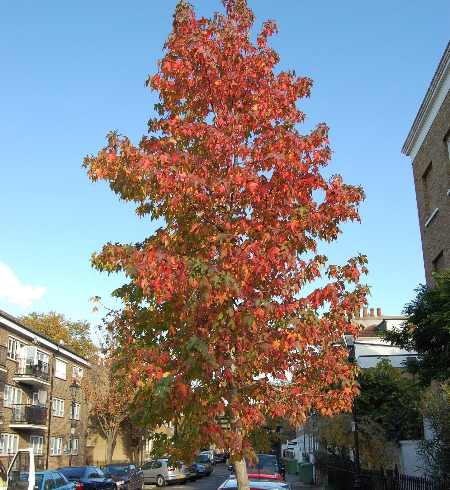 Liquidambar Styraciflua - View 16 from www redcrocus com