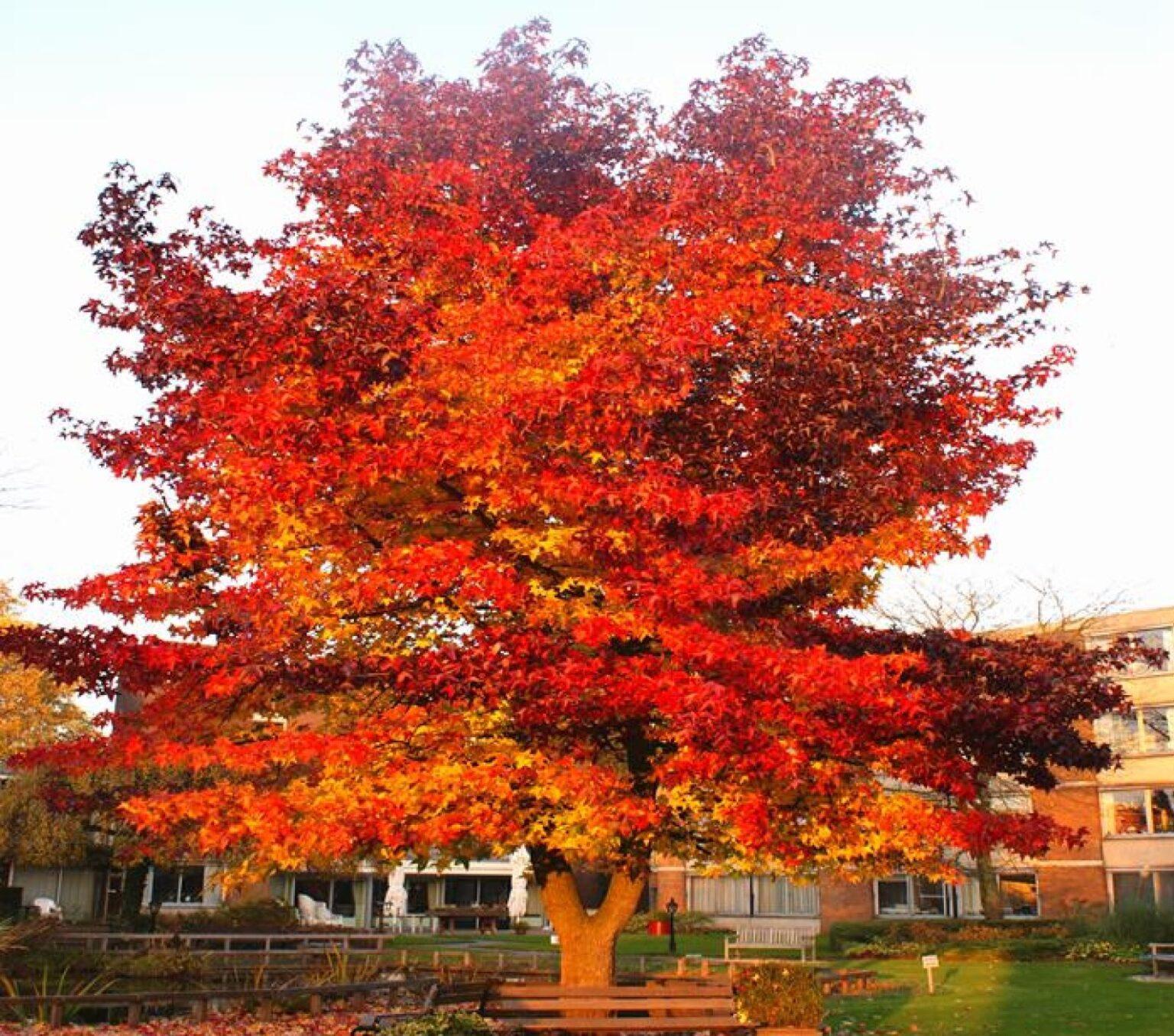 Liquidambar Styraciflua - View 17 from www redcrocus com